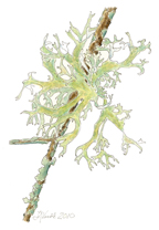 Lichen: Life on a Twig